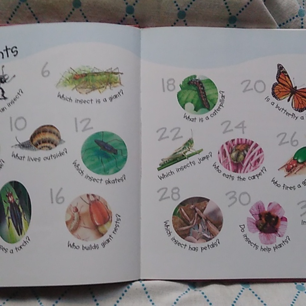 Which Bug Uses Torch Science Children's Picture Book Daycare Preschool Home - Picture 5 of 8